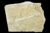Archimedes Screw Bryozoan Fossil - Alabama #178200-1